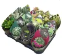 Kaktus ja sukulendi mix P10,5cm  