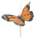 Liblikas 'Atalanta' tikul 
