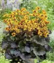 Hambuline kobarpea  'Midnight Lady'