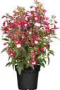 Värdfuksia püstine P12/25cm