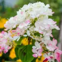 Aedhortensia 'Vanille-Fraise' C7,5/40cm
