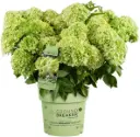 Pinnakatte aedhortensia 'Greeny' P19/40cm