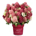 Pinnakatte aedhortensia 'Ruby' P19/40cm 