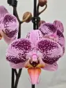 Kuuking 'purple pink' 2v P12/60cm
