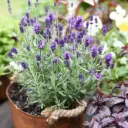 Tähklavendel 'Ardeche Blue' P10,5/28cm