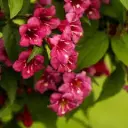 Veigela 'Bristol Ruby' C2