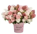 Pinnakatte aedhortensia 'Blush' P22/45cm 