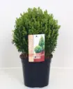 Harilik pukspuu pall P29/55cm