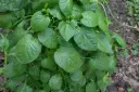 Spinatbasella "Rubra" 