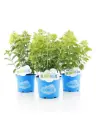 Aedhortensia Bloomulus valik P23/45cm