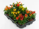 Potipipar Hup-Hup valik P10,5/25cm