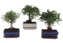 Bonsai valik P21/28cm