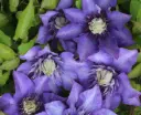 Suureõieline elulõng 'Multi Blue' C2/90cm