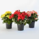 Roosbegoonia valik P9/25cm