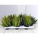 Kanarbik Skyline P10,5/25cm