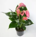 Flamingolil valik P6/15cm