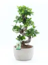 Väikeseviljaline viigipuu'Ginseng'S-type P30/75cm 