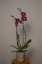Kuuking Anthura Montpellier P12/60cm 2v