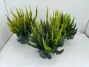 Kanarbik 'Skyline Trio' P10,5/25cm