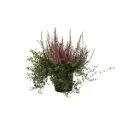 Ronitatar ja kanarbik P12/20cm