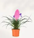 Tillandsia 'Vincent' P12cm