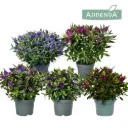 Puismailane Addenda mix P23 45cm 