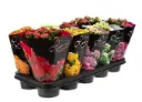 Kalanhoe 'Rose Flowers' P10,5cm