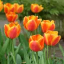Tulp Apeldoorn's Elite 