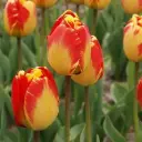 Tulp Banja Luka 