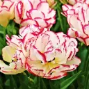 Tulp Belicia 
