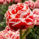 Tulp Championship ® 