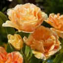 Tulp Charming Beauty ® 