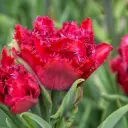 Tulp Cranberry Thistle 