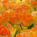 Tulp Daydream 