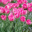 Tulp Elsenburg 