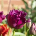 Tulp Gorilla 