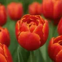 Tulp Icoon ® 