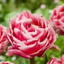 Tulp Lets Dance 