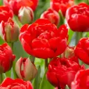 Tulp Limerick 