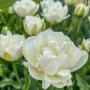 Tulp Mount Tacoma 