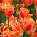 Tulp Ogene ® 
