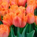 Tulp Orange Passion ® 