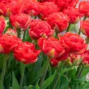Tulp Pamplona 