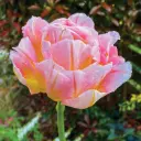 Tulp Password 