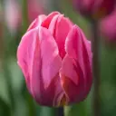 Tulp Perth ® 