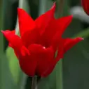 Tulp Pretty Woman 