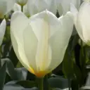 Tulp Purissima 