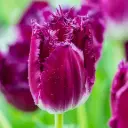 Tulp Purple Crystal 