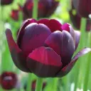Tulp Queen of Night ® 