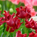 Tulp Red Dress 